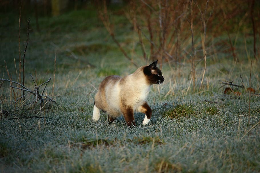 cat, siamese cat, siamese, kitten, winter, frost, mieze, frozen, hoarfrost, grass