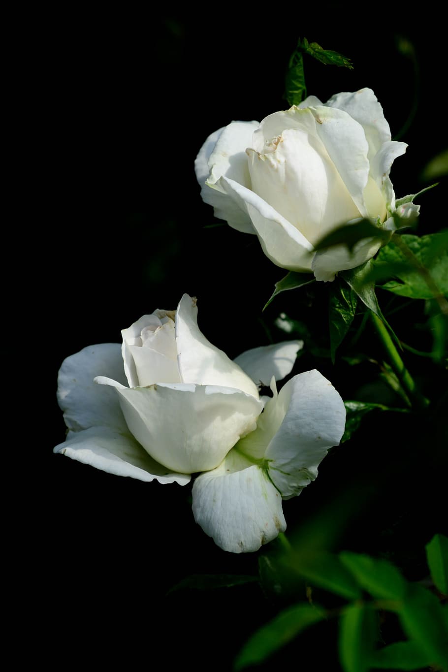 Rosas Rosas Blancas Flores Naturaleza Blanco Romantico