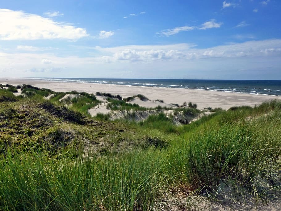 paisaje de dunas, borkum, isla, naturaleza, mar del norte, vegetación de dunas, costa, playa, verano, reserva natural