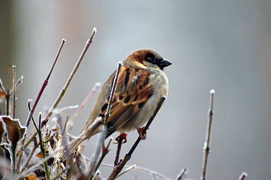 eurasian tree sparrow, sparrow, bird, animal, nature, animal themes, animals in the wild, animal wildlife, vertebrate, perching