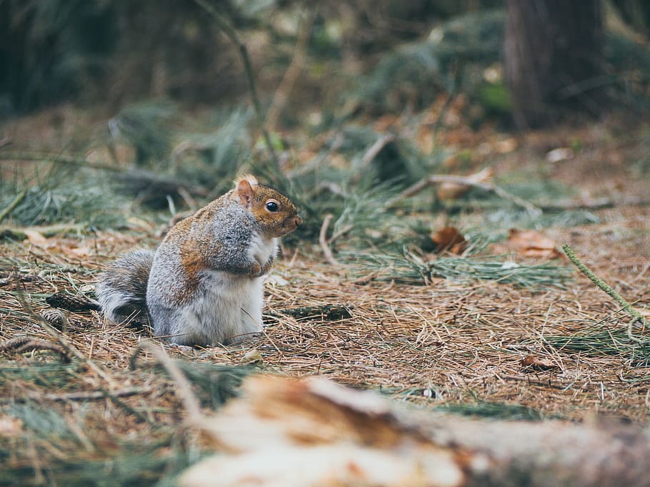brown, gray, pet, nature, animal, wildlife, outdoors, animals In The Wild, squirrel, forest