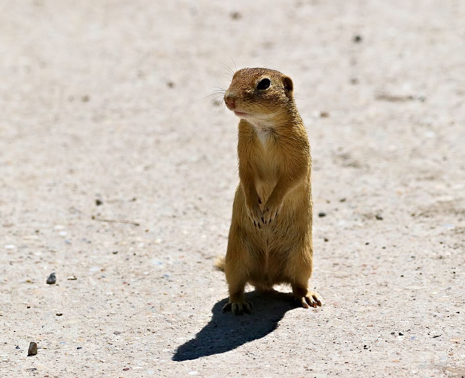 gopher, rodent, standing, curious, animal, mammal, shadow, sand, outdoor, animal themes