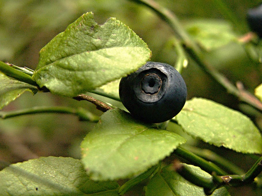 forest, blueberries, bilberry, berries, blueberry, forest fruit, blue, green color, plant, plant part