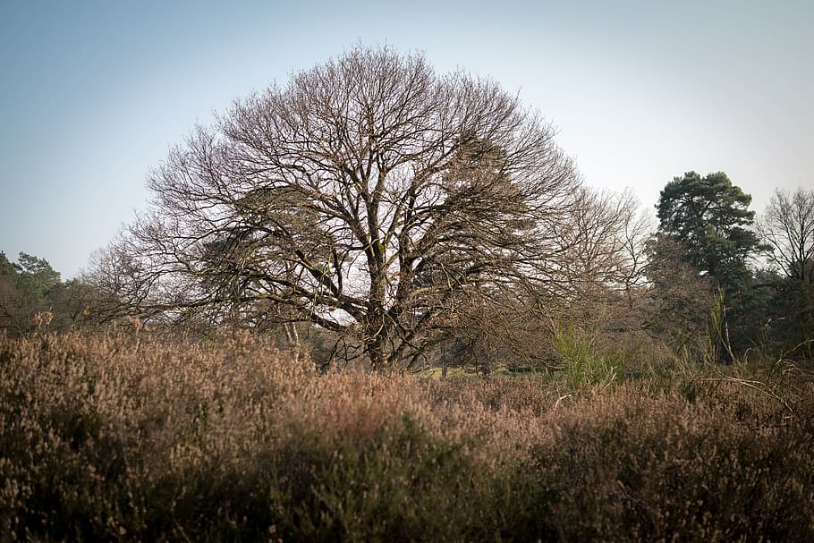 Crown, Kahl, Heide, Erika, Heather, Tree, aesthetic, branches, sky, winter
