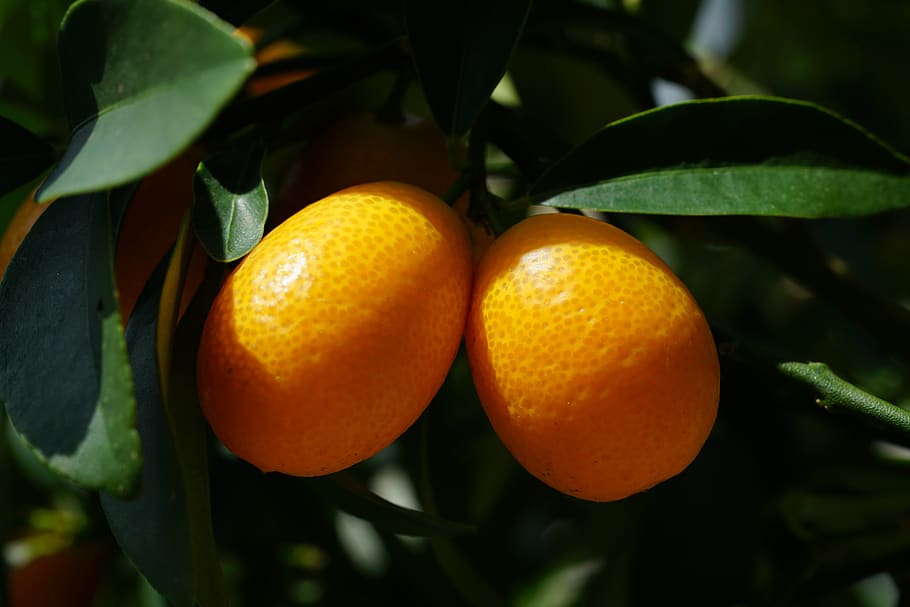 oval kumquat
