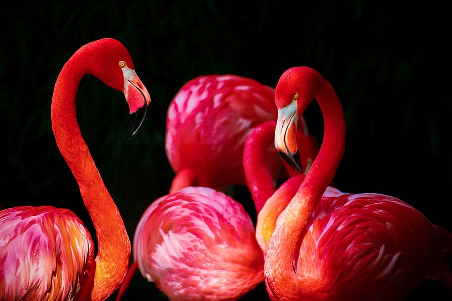 quatro flamingos, flamingo, phoenicopterus, flamingos, phoenicopteriformes, flamingo do caribe, phoenicopterus ruber, vermelho, parque, cores