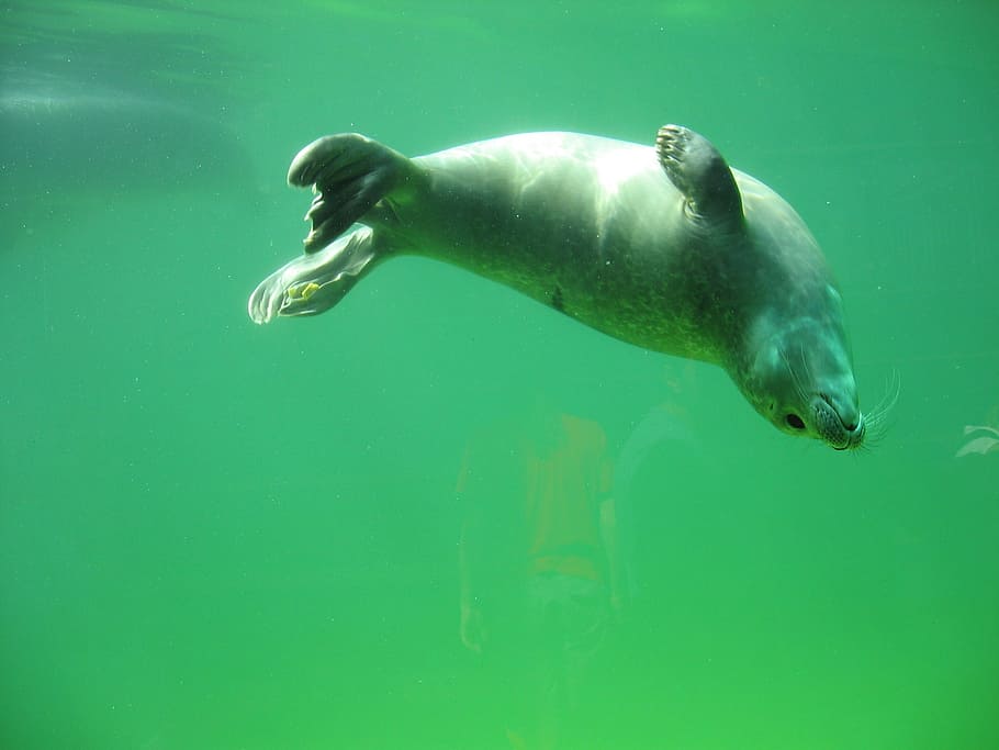 gray seal, seal, robbe, sea, animals, north sea, water creature, swim, acrobatic, lively