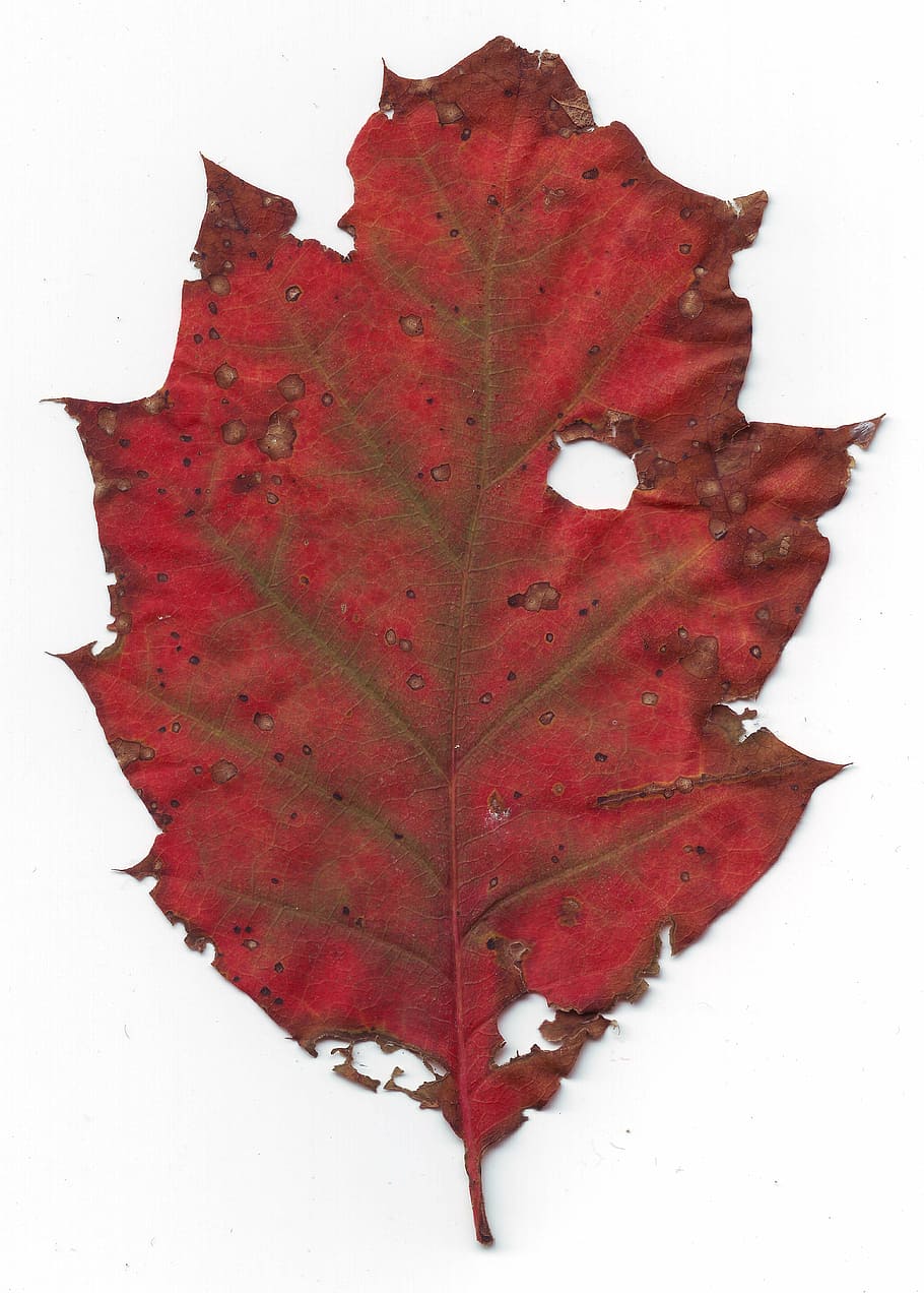 sheet, age, red, withered, old, autumn, nature, october, leaf, fall