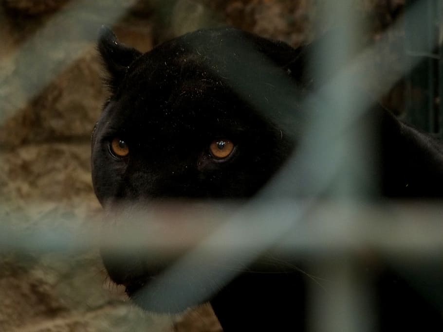 pantera negra, gato grande, pantera, olhando, olho, jardim zoológico, gaiola, enjaulado, preto, temas animais
