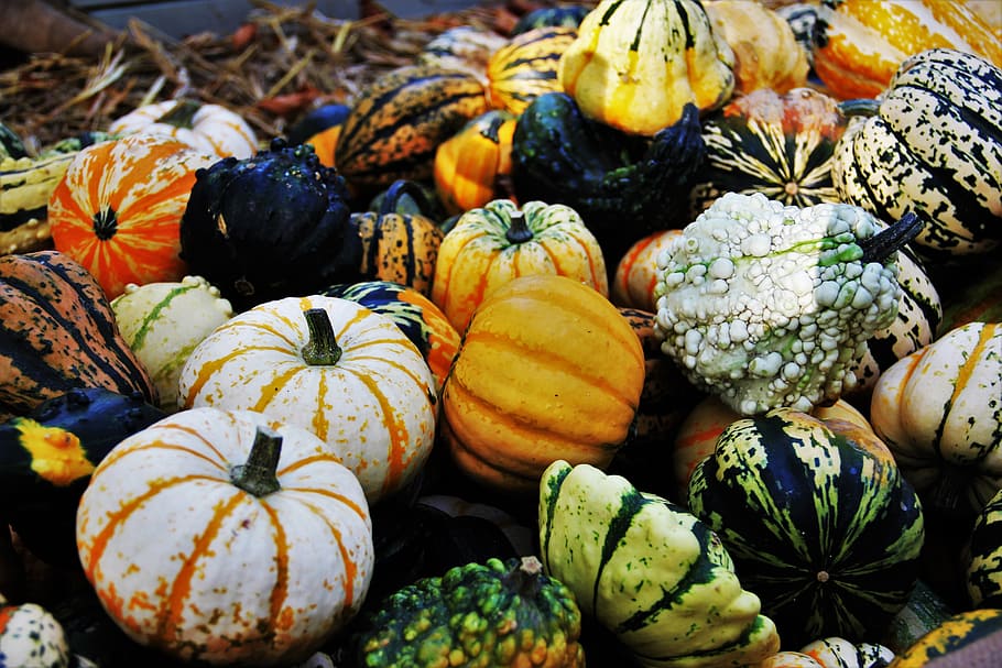 thanksgiving, decorative squashes, seasonal autumn decoration, halloween, decoration, multi coloured, green yellow, garden decoration, gartendeko, pumpkins