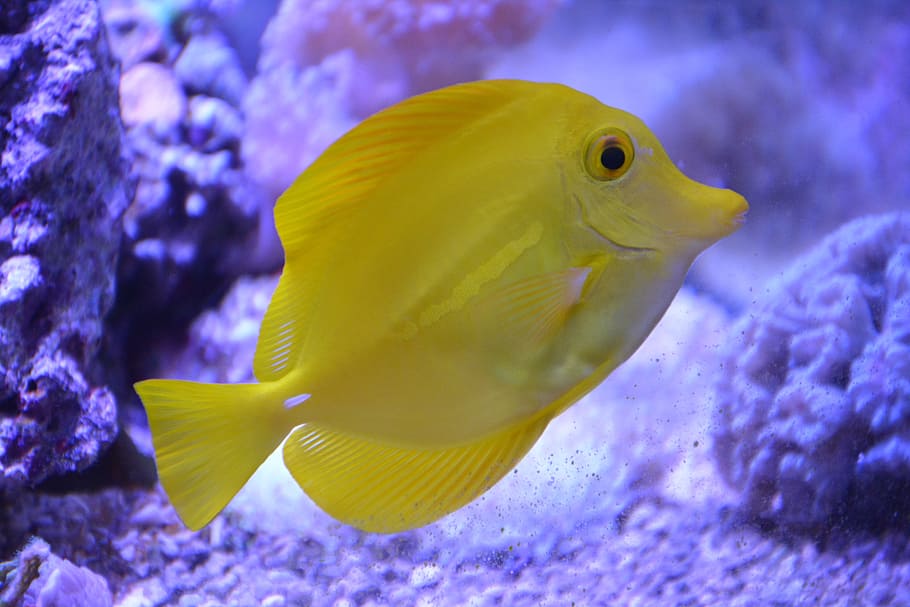 yellow discus fish, fish, flavescens, sea ​​water, aquarium, sea, water, exotic, yellow, vertebrate