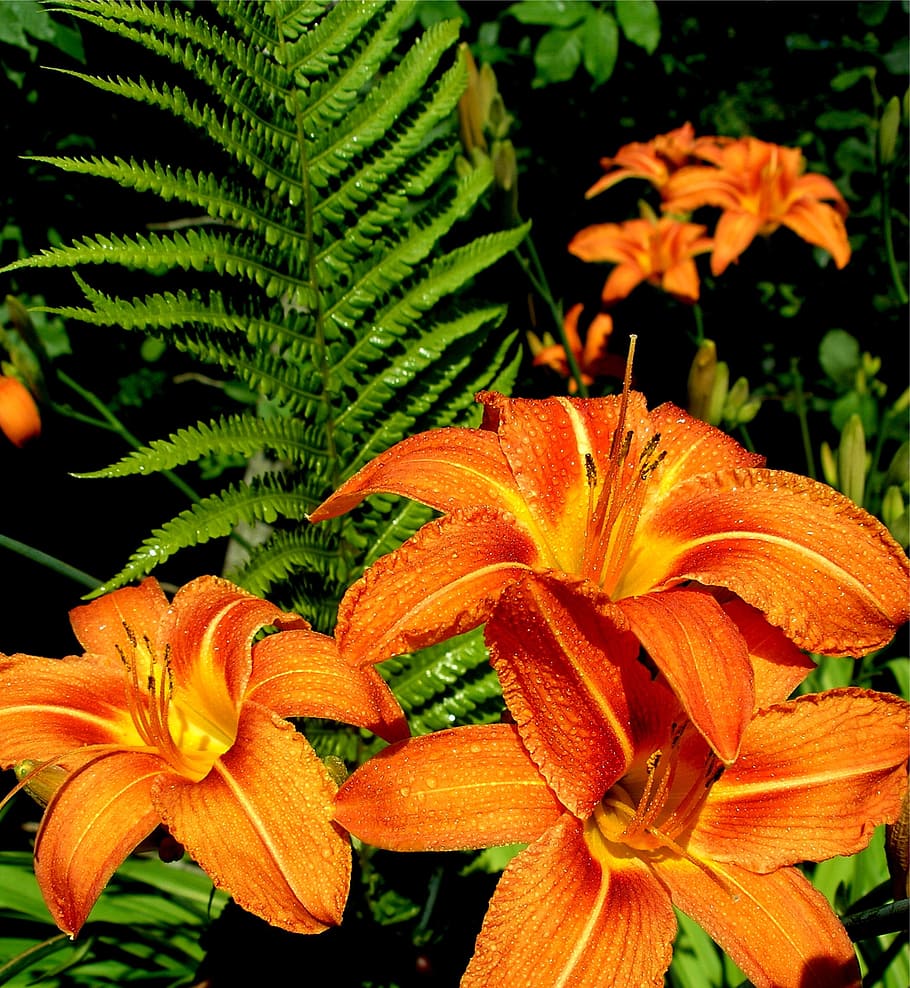 カンゾウ ユリ オレンジ 庭 植物 花 閉じる 夏 自然の美しさ 顕花植物 Pxfuel