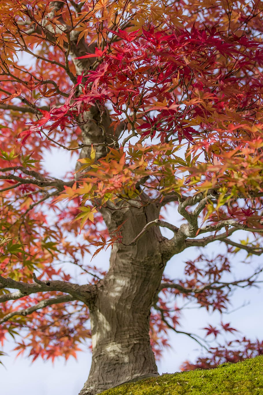 bonsai, bordo, bordo de japão, acer palmatum, madeira, natureza, jardim japão, cultura do japão, cores, folha vermelha