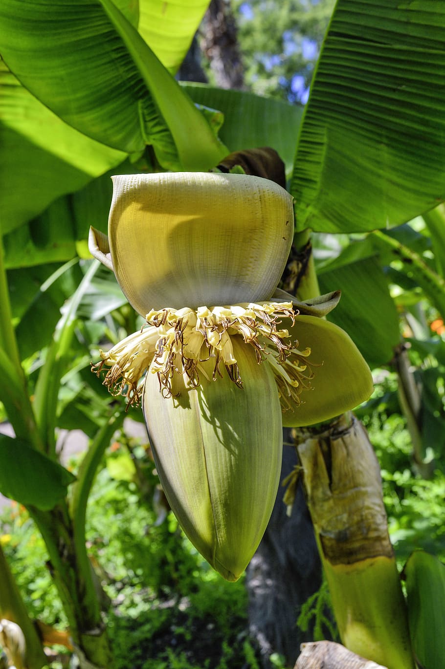 fiber banana, pisang, mekar, berkembang, menanam, rumputan, pisang semak, tanaman pisang, tropis, bunga pisang