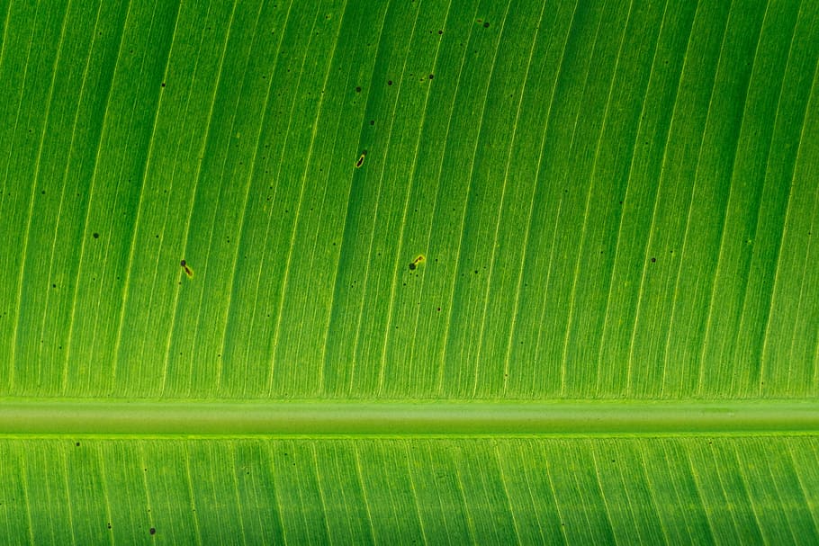 green banana leaf, growth, pattern, texture, garden, leaves, background, tree, lush, plant