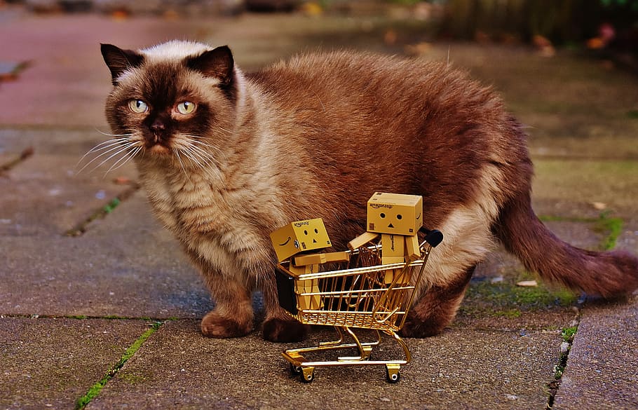 brown cat, danbo, figures, shopping cart, shopping, cat, curious, british shorthair, together, for two