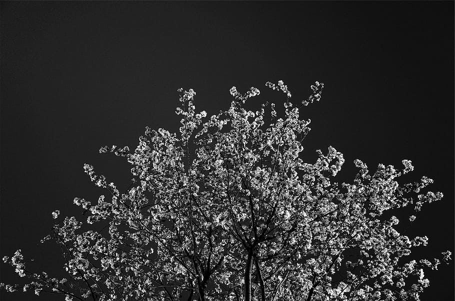 white plant, grayscale, tree, blossoms, black and white, night, nature, close-up, outdoors, freshness