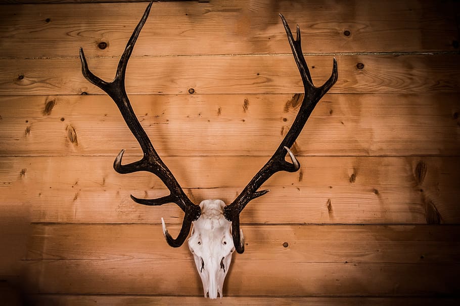white, deer skull, black, antler wall decor, mounted, brown, woodeen wall, horns, skull, hart