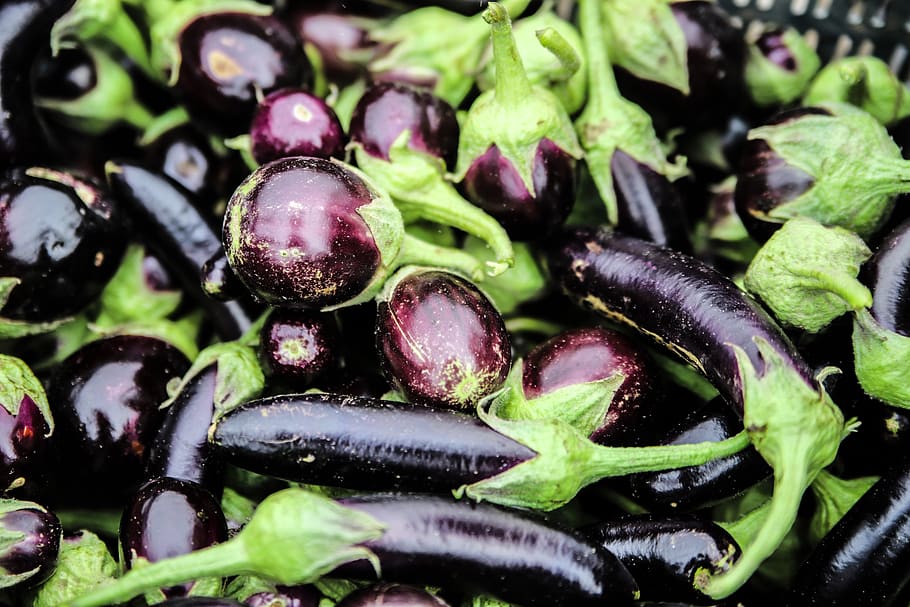 aubergine, farm, vegetable, organic, eggplant, food, green, fresh, vegetarian, plant