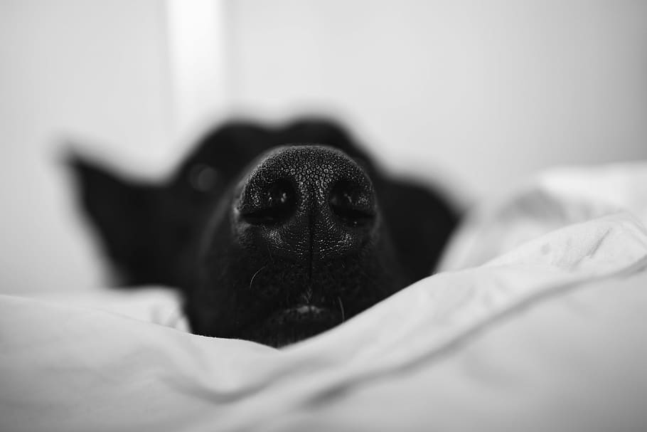 adorable black dog, Adorable, black dog, dog, pet, animal, black, bed, pets, bedroom