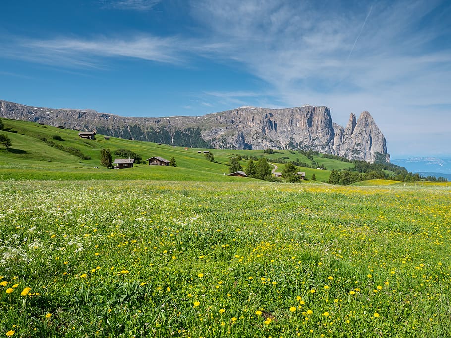alpine meadow, mountains, schlern, santner has pointed, dolomites, south tyrol, landscape, rock, alm, hiking
