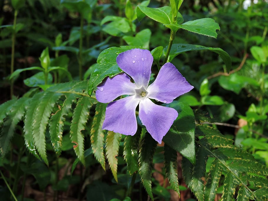 vinca, wild, nature, plant, periwinkle, spring, purple, beauty in nature, flower, growth