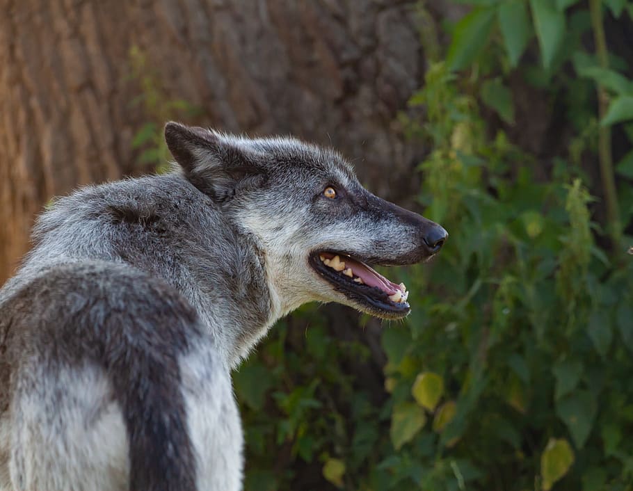 serigala kayu Kanada, serigala, predator, karnivor, hewan, menonton, margasatwa, anjing, liar, waspada