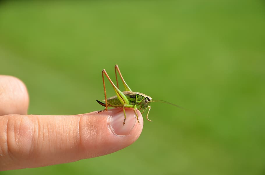 green, grasshopper, insect, nature, macro, outdoor, human hand, human body part, hand, finger