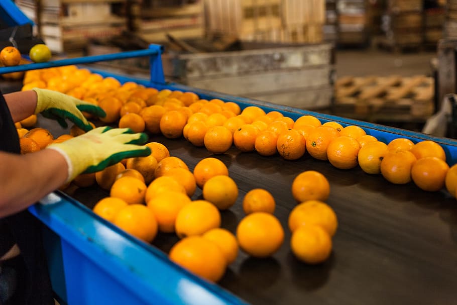 Orange, Production, Packing, Work, food and drink, industry, factory, working, in a row, abundance