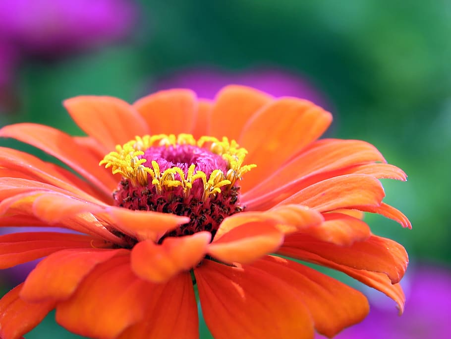 closeup, photography, orange, zinnia flower, gerbera, flower, blossom, bloom, plant, flora