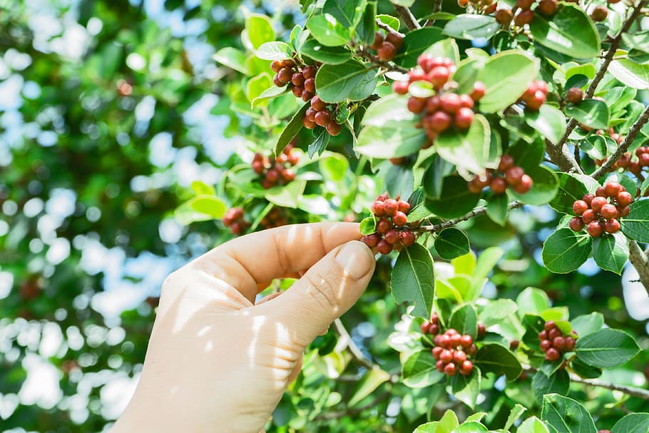 person picking berries, coffee, coffee beans, coffee plant, hand, picking, shrub, human hand, fruit, food and drink