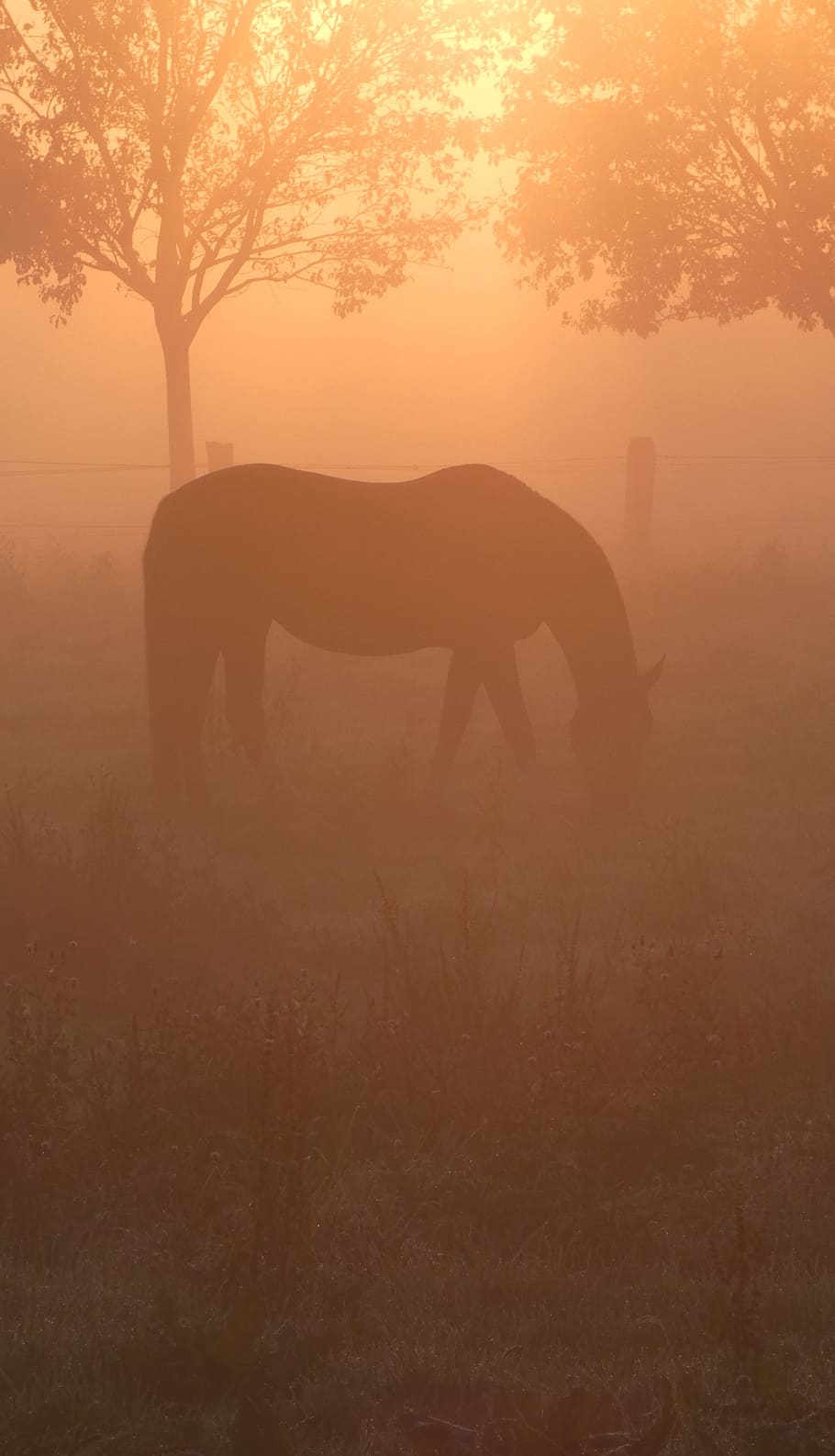silhouette photo, horse, tree, morning sun, back light, fog, graze, pasture, meadow, coupling