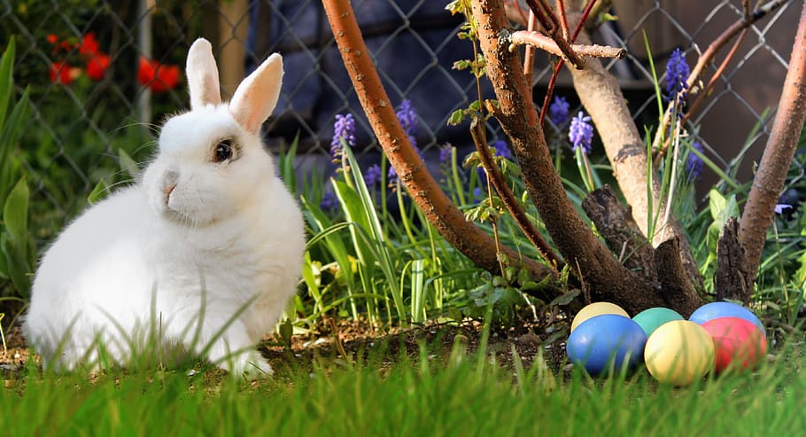 white, rabbit, assorted-color easter eggs, white rabbit, color, easter, hare, easter eggs, egg, colorful