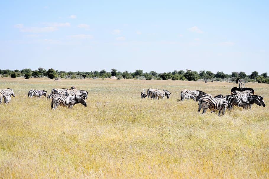 zebra, ostrich, etosha, namibia, nature, wildlife, wild, animal, safari, grass