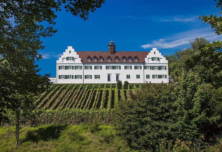 castle, hersberg, lake constance, wine, summer, winegrowing, vineyard, vines, grapes, vine