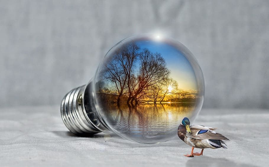 gray, mallard duck, incandescent, bulb, bodies, water, trees, golden, hour, lake