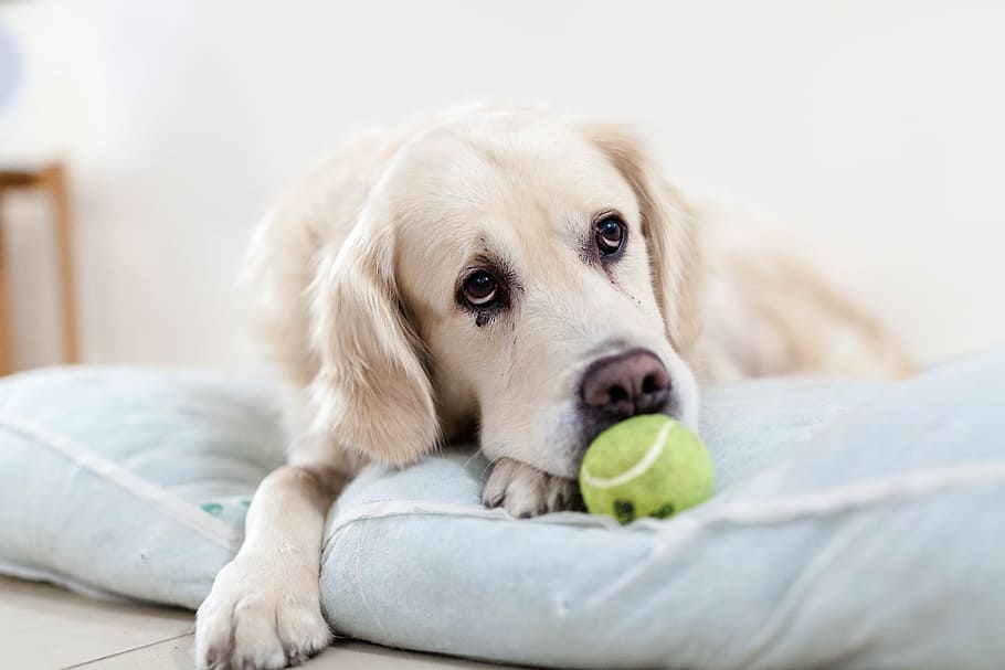 adult, golden, retriever, focus photo, dog, golden retriever, pet, animals, sad, tennis ball