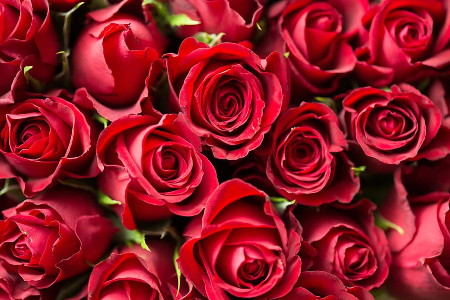 close-up photography, red, rose, flowers, anniversary, bloom, blooming, bouquet, bud, close-up
