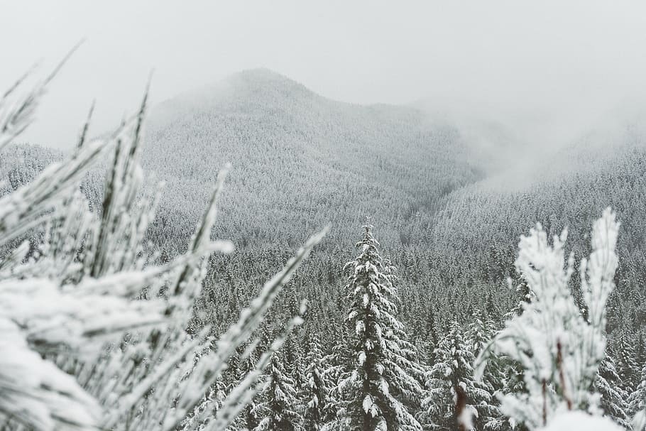 focus photo, trees, covered, snow, mountain, white, tree, s, black and white, plants
