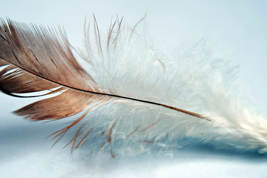 shallow, focus photography, white, brown, feather, single, bird, wing, nature, animal