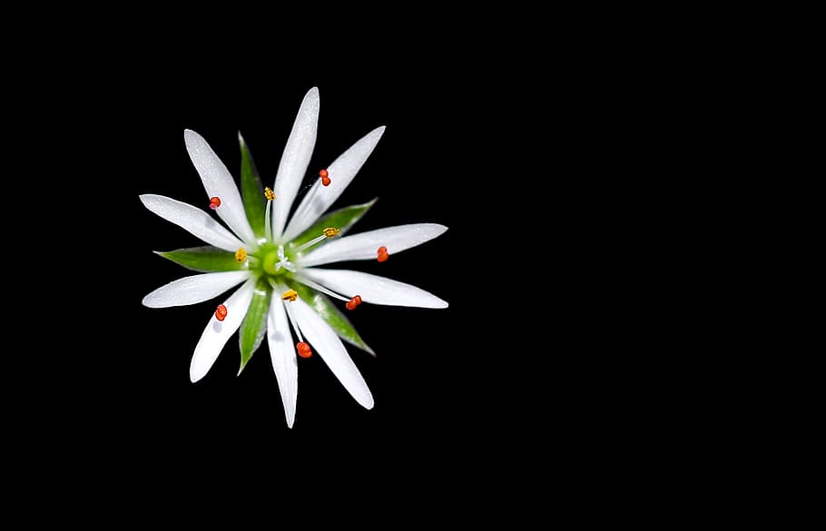 Stellaria, graminea, white petaled flower, studio shot, black background, white color, close-up, indoors, plant, copy space