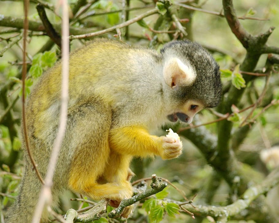 capuchins, monkey, capuchin, cute, cebus, animal, mammal, wildlife, nature, primate