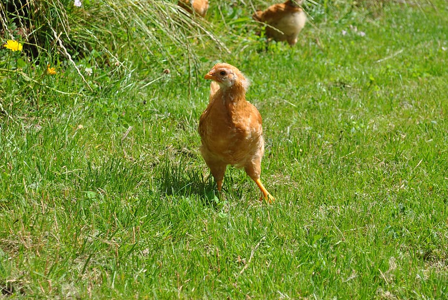 new hampshire, young hen, chicken, hen, grass, nature, animal, meadow, farm, poultry