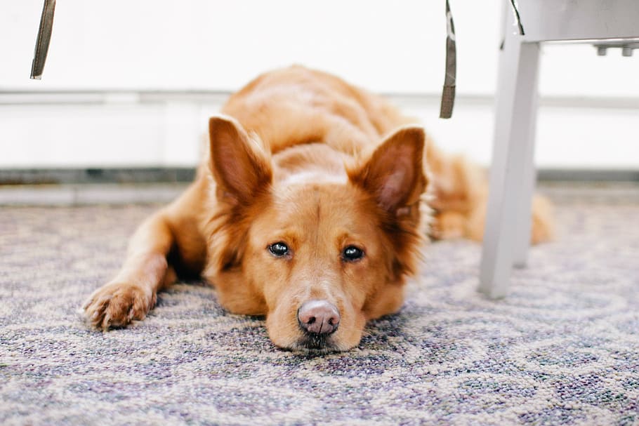 marrón, perro, mentira, alfombra, animal doméstico, cansado, canino, un animal, mascotas, doméstico