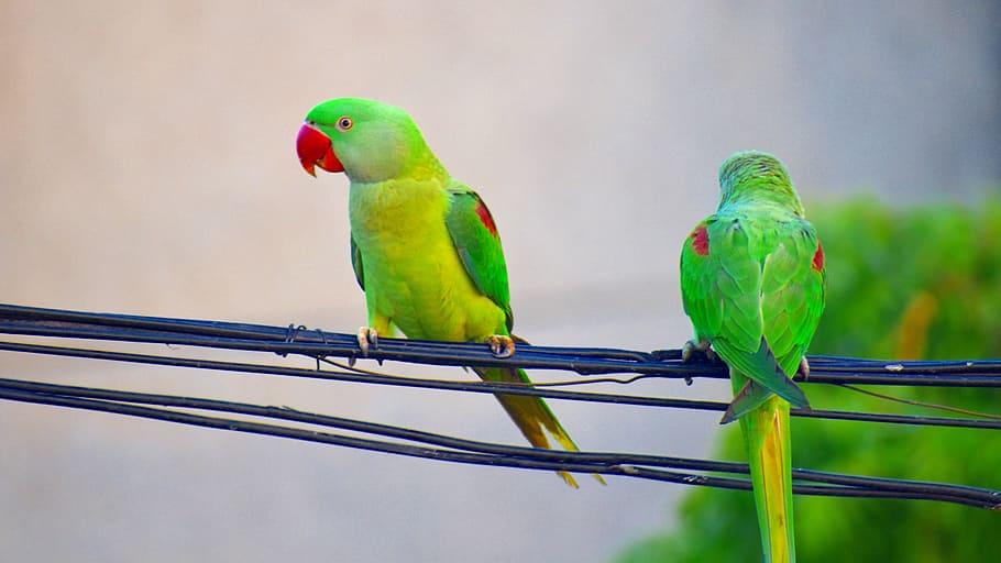 インコ オウム 鳥 赤いくちばし 脊椎動物 動物 動物のテーマ 動物の野生動物 止まった 野生の動物 Pxfuel