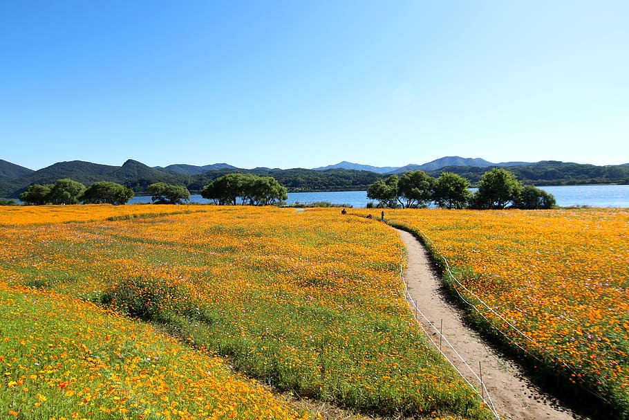 yellow, flower field, tall, green, trees, lake, daytime, cosmos, the hive, cosmos field