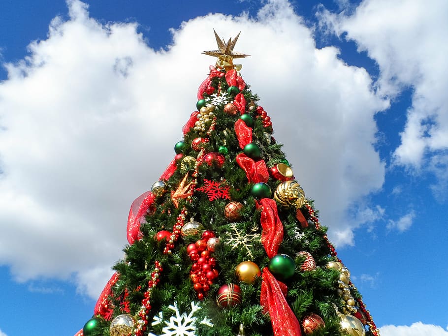 árbol de navidad, durante el día, navidad, feriado, verde, decorado, presente, ornamento, estrella, cobertura de árboles