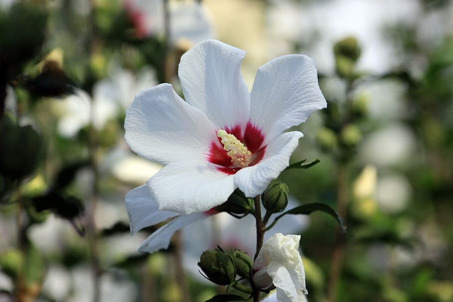 rosa de sharon, flores brancas, república da coreia crisântemo, plantas, verão, coreia, república da coreia, planta com flor, flor, beleza da natureza