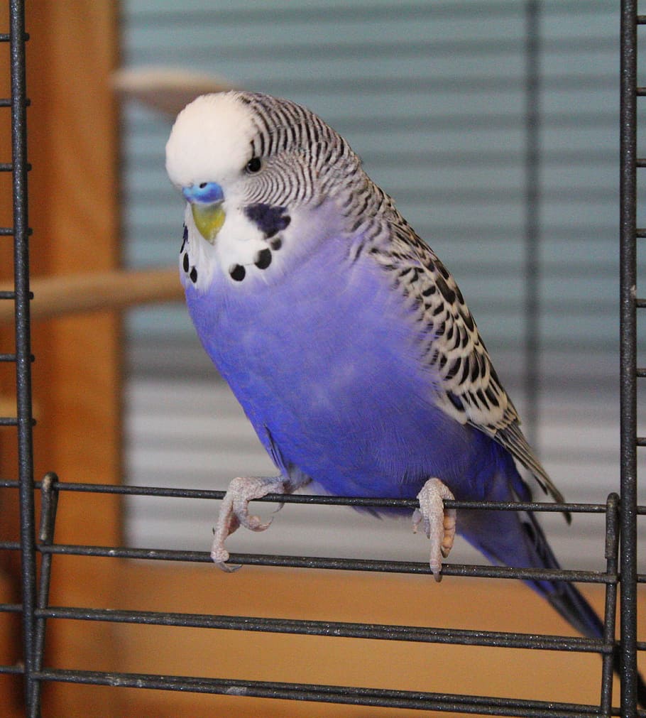 budgie, blue, parakeet, pet, bird, plumage, feather, beak, chirp, australian