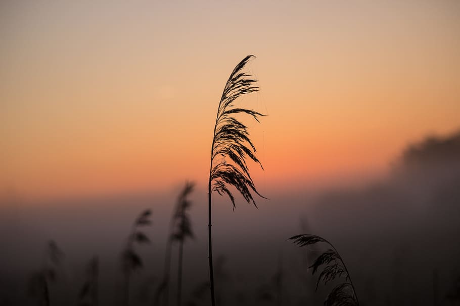 silhouette photography, grass, Sunrise, Reed, Shadow, Mood, Atmospheric, morning mist, romantic, bad buchau